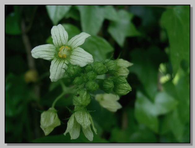 Dioscorea (=Tamus) communis / tamaro